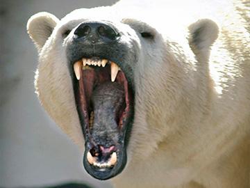 агрессивный белый медведь