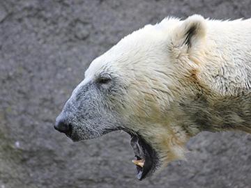 белый медведь нападает