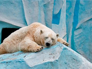 белый медведь во сне