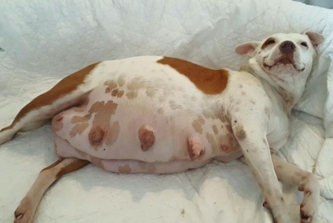 Беременная собака во сне