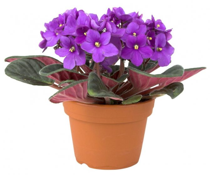 violets in a pot