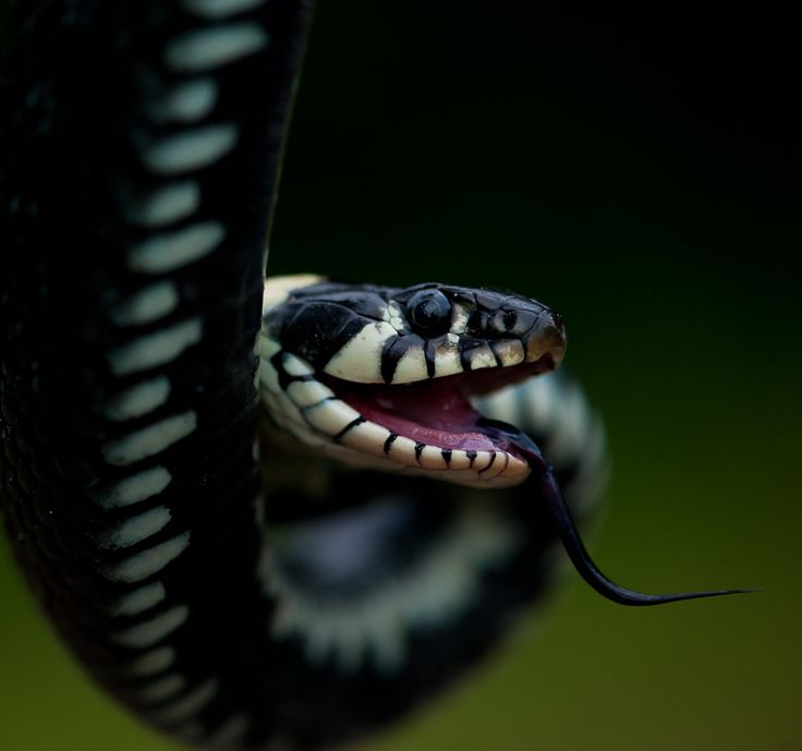 Глазастая змея