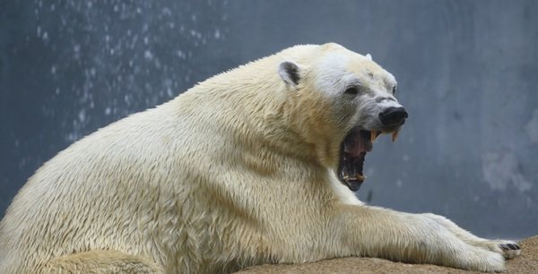 К чему снится белый медведь: значения сновидения
