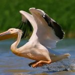 why do you dream about a pelican
