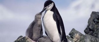 К чему снится пингвин мужчине