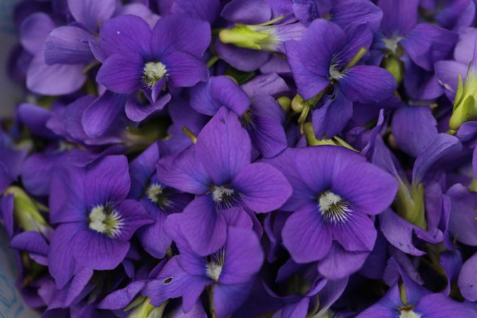 Why do you dream of violets?