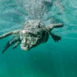 К чему снятся крокодилы в воде много
