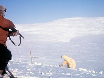 polar bear hunting