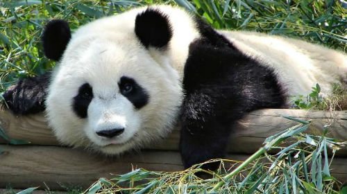 Панда толкование сонника