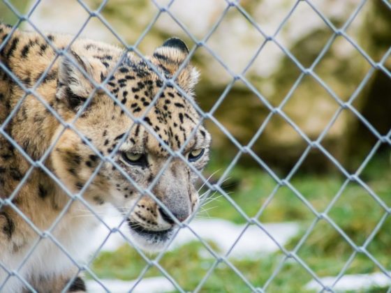 Помещать леопарда в клетку – к избавлению от врагов