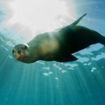 SlavicNews.ru - Dream Interpretation. A fur seal in a dream: meaning, interpretation, what to expect - all the secrets of dreams on our website 