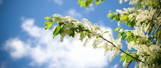 dreaming of bird cherry