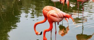 dreaming of flamingos