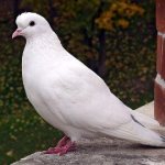 Сонник белый голубь сел на руку