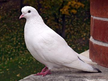 Сонник белый голубь сел на руку