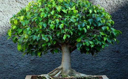 Dream Interpretation Ficus, why do you dream about Ficus in a dream