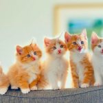 Seeing kittens in a dream - Islamic dream book