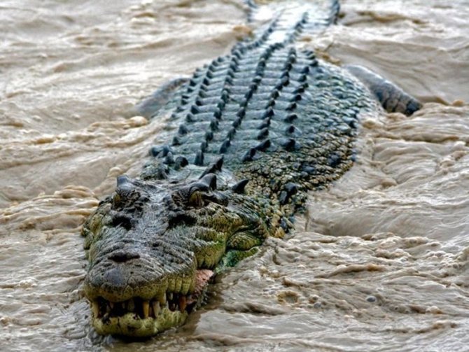 Значение сна про крокодилов
